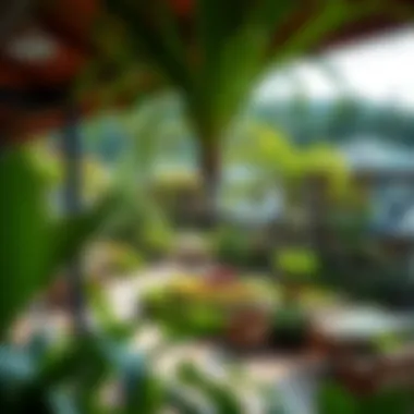 Scenic Community View of Discovery Gardens Scenic view of Discovery Gardens showcasing the lush greenery and vibrant community living